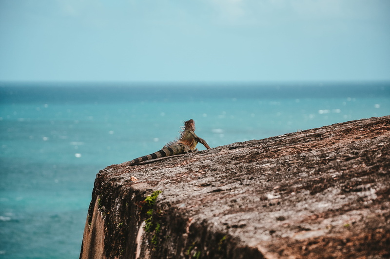 old san juan, vertebrate, chameleon, outdoors, animal wildlife, puerto rico, one animal, water, sea, horizon over water, scenics - nature, beauty in nature