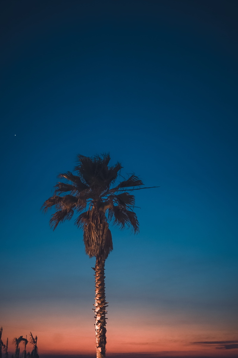 palm tree, clear sky, tropical climate, landscape, plant, scenics - nature, outdoors, ombre sky, sky, hour, 4K, coast, night, golden, blue, palm leaf