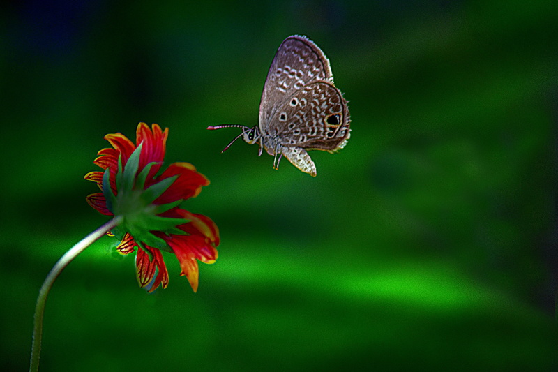 animal, John Howard, red, Tropical, zoom lens, close-up, butterfly - Insect, depth of field, Butterfly, insect, miami, Butterflies, nature, Tampa Florida