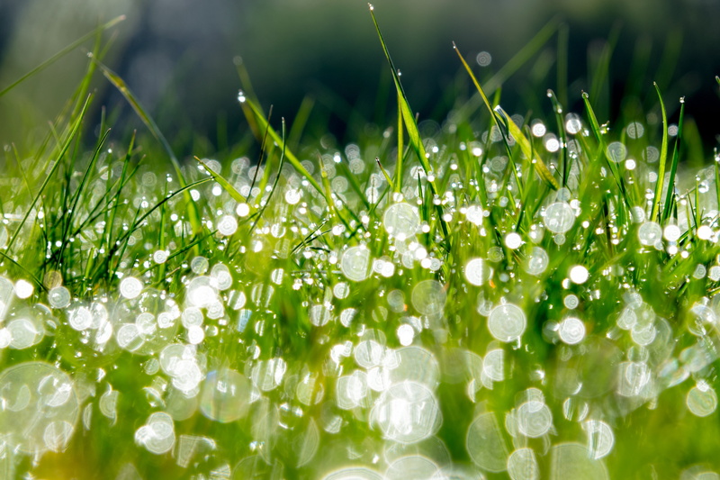 macro, raindrop, plant, depth of field, Lights, depth, nature, Baden-Württemberg, Nikon  D5300, Tau, Licht, close-up, 5K, daytime, photography, leaf, summer