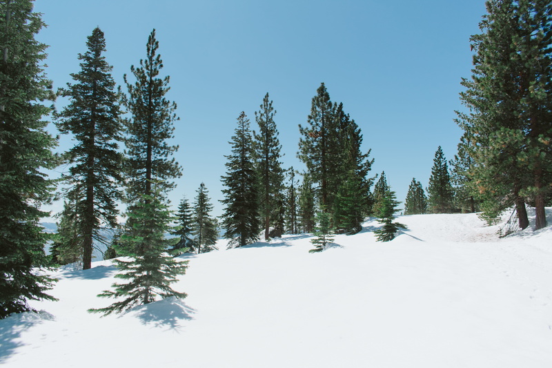 tranquility, day, california, growth, plant, larch, winter, fir, nature, abies, trees, clinic, outdoors, clear sky, beauty in nature, snow, tree, lake tahoe
