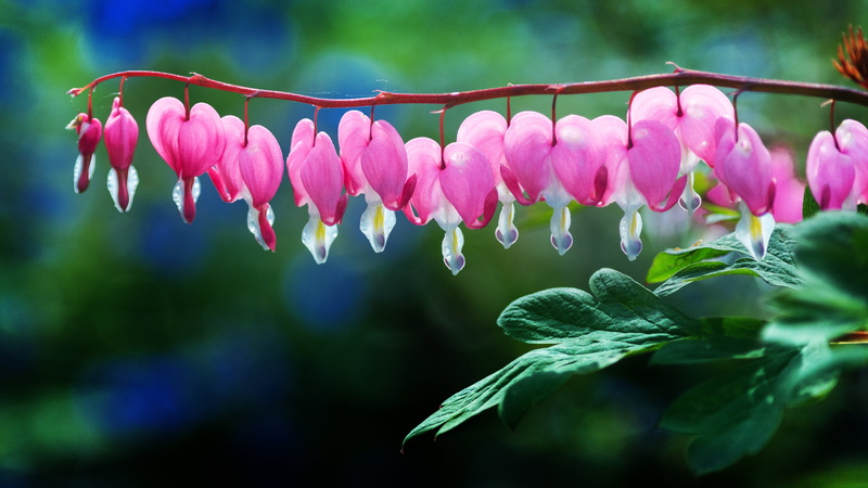 Zaun, flowers, colorful, madre, 5K, Herzen, flower, pink, Lamprocapnos spectabilis, de, Mothers Day, bloom, Día, pretty in pink, focus, Canon EOS 6D, photo