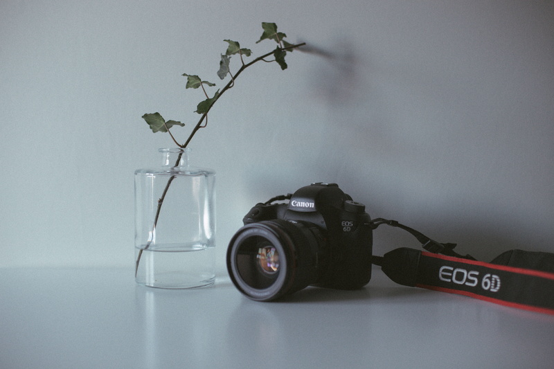 strap, indoors, close-up, animal, gray background, beside, single object, digital camera, jar, still life, black, d, plant, screen, display, wall - building feature