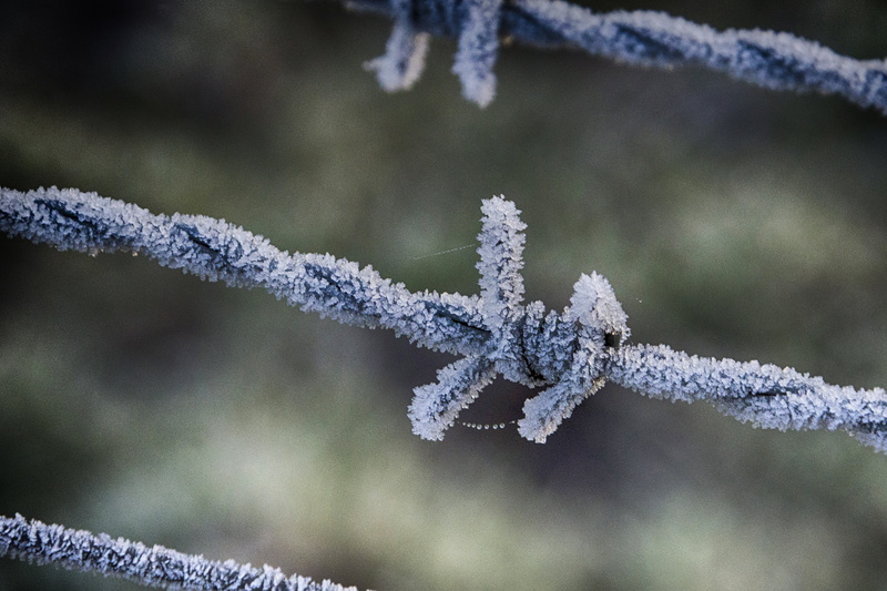barbwire, Netherlands, Nederland, ice Crystal, Nikon, season, outdoor, Guda, nature  photography, ijs, snow, close-up, backgrounds, pearls, covered, Dof