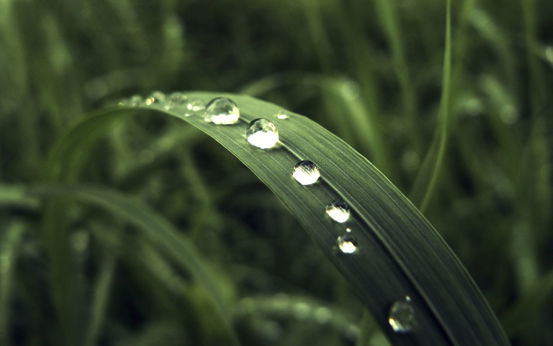 dew, raindrop, wet, close-up, freshness, DROPS, leaf, green plant, RAINY, iPhoto, siebe, water, summer, 2K, macro, nature, plant, green Color, environment