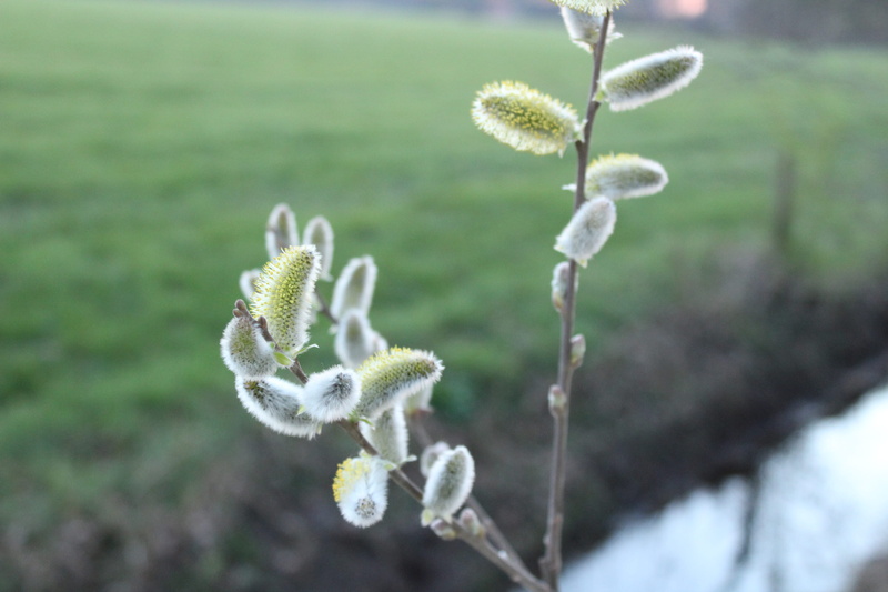 green color, plant, no people, pussy willow, 5K, fragility, outdoors, day, flower, plant stem, bathmen, weather, beginnings, freshness, close-up, flower head