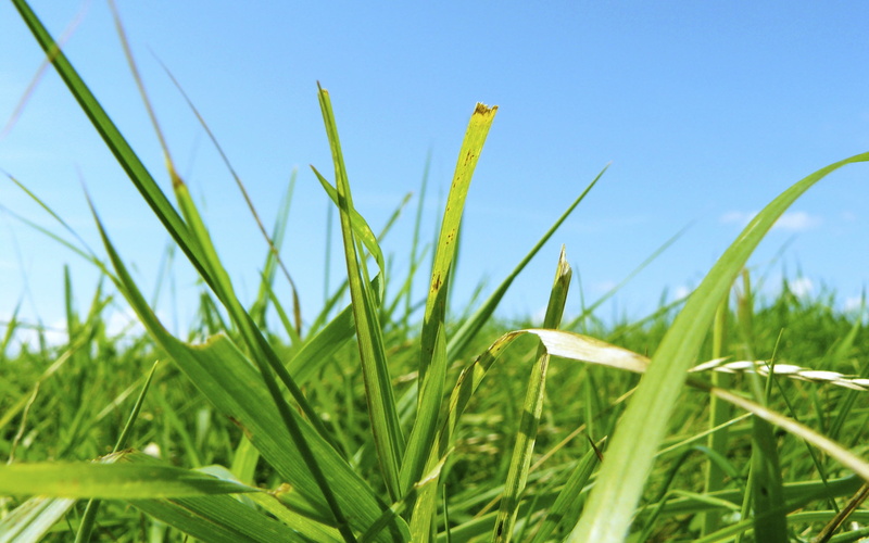 green Color, growth, meadow, agriculture, field, plant, de, nl, iPhoto, blue, shallow, summer, grasses, sky, nature, outdoors, focus, siebe, 2K, shallow focus
