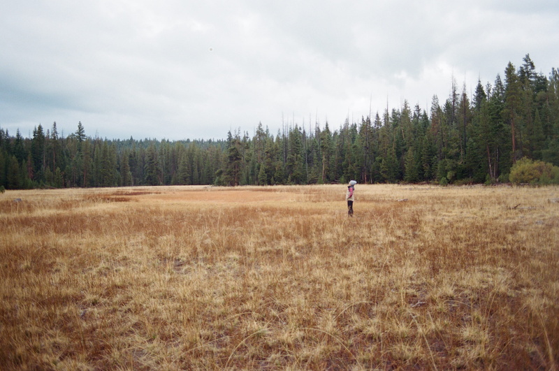 united states, growth, outdoors, cloud - sky, land, grass, lake tahoe, plant, forest, field, trees, sky, standing, tranquil scene, leisure activity, day