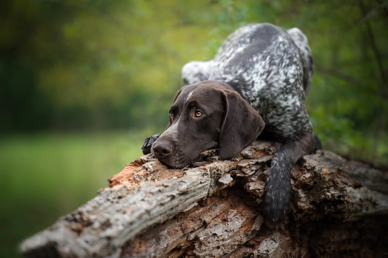1080P, snag, pointer, German shorthaired pointer, dog