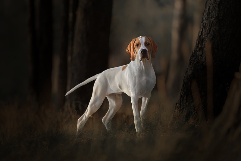 dog, trees, 1080P, pointer, English pointer