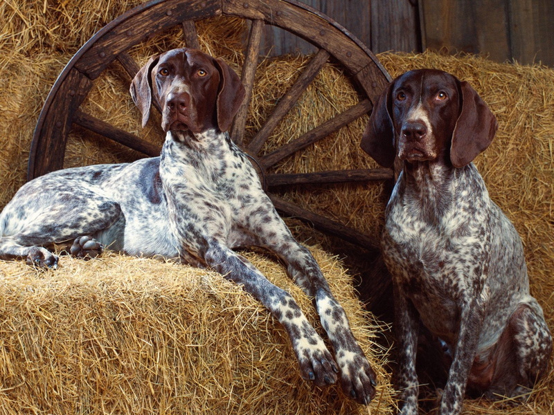 1080P, German Shorthaired Pointer, Dogs