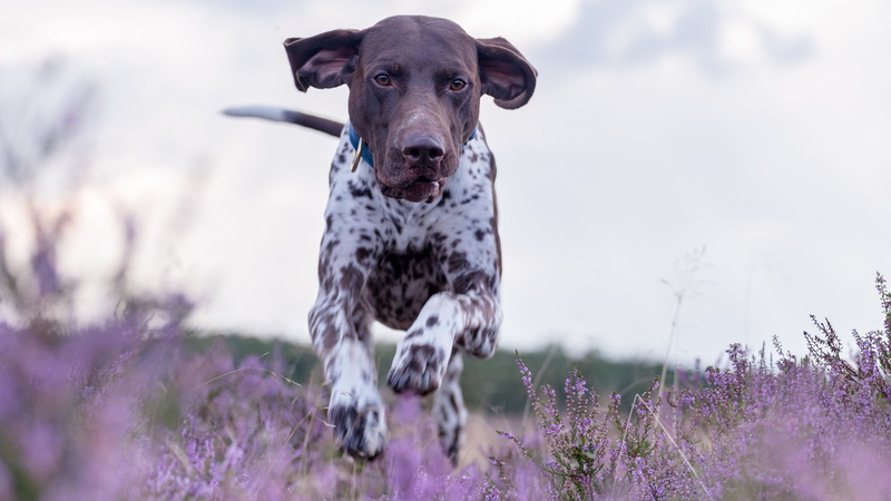 8K, picture of german shorthaired pointer dog