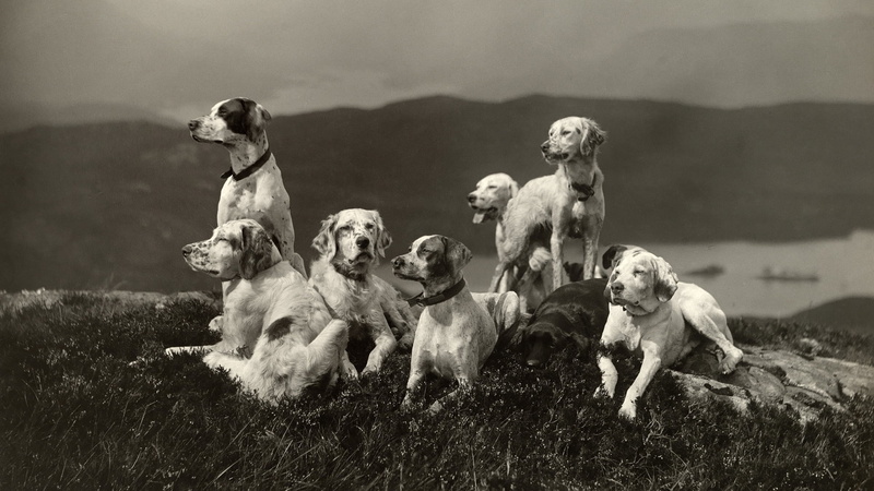 outdoors, fun, black And White, mountain, nature, canine, no people, livestock, medium group of animals, day, cute, group Of Animals, sitting, hound, togetherness