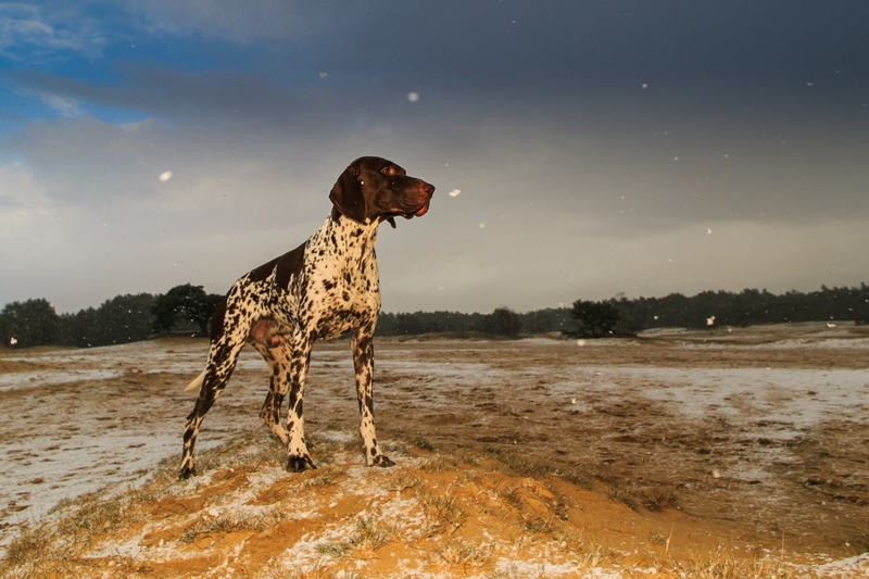 German Shorthaired Pointer, Dog, Dogs, 1080P