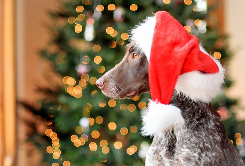 German Shorthair pointer, pointer, santa, german, German pointer, white, shorthaired pointer, hat, red, dog, 2K, profile