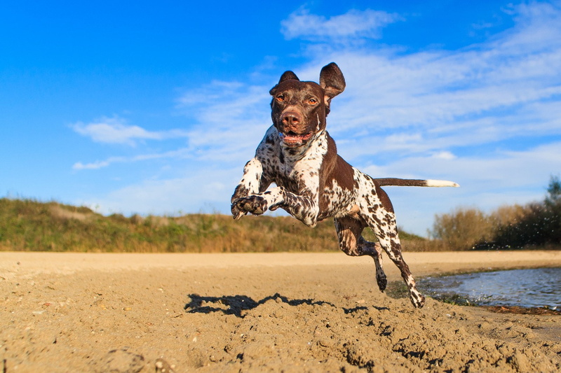 Dogs, German Shorthaired Pointer, Dog, 1080P
