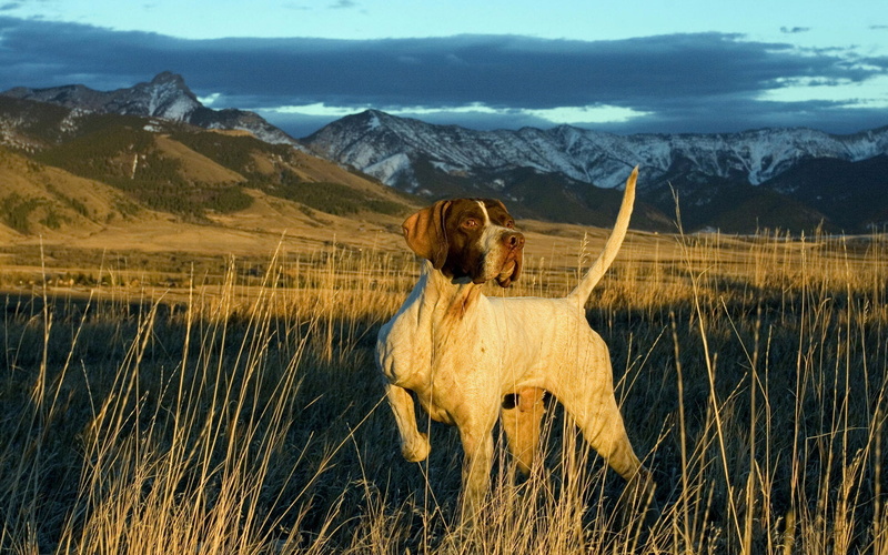non-urban scene, livestock, plant, The SKY, pointer, grass, beauty in nature, german, mammal, BACKGROUND, MOUNTAINS, outdoors, TAIL, mountain, shorthaired