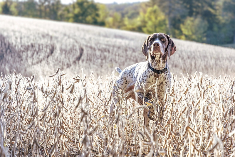 German Shorthaired Pointer, Field, Summer, Dogs, Pet, Depth Of Field, Dog, 1080P