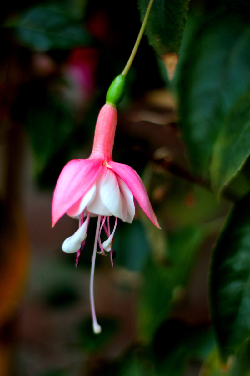 day, floriculture, fragility, garden, selective focus, petal, summer, vulnerability, flowering plant, inflorescence, outdoors, growth, 5K, plant, petals