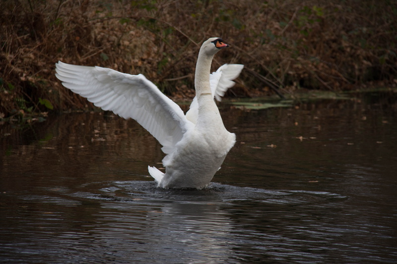 5K, no people, animals, animal wing, autumn, flapping, waterfront, nature reserve, vertebrate, white, gracefully, nature, swans, water, swan, spread wings
