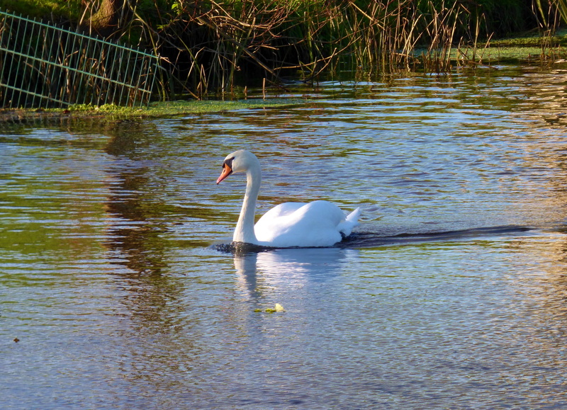 animal themes, no people, animals, waterfront, swimming, lake, white color, mute swan, bird, animal wildlife, swan, day, waterfowl, 4K, gracefully, water