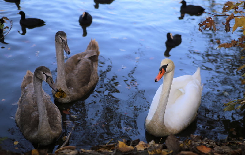 floating on water, animals in the wild, feathers, swan, animal wildlife, young bird, no people, swimming, waterfowl, wanted, water, water bird, gracefully