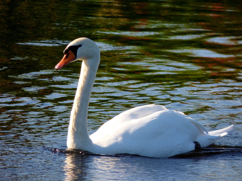 floating on water, animal, animal wildlife, beak, bird, waterfowl, animal neck, swimming, 4K, white color, animals, water bird, freshwater bird, swan