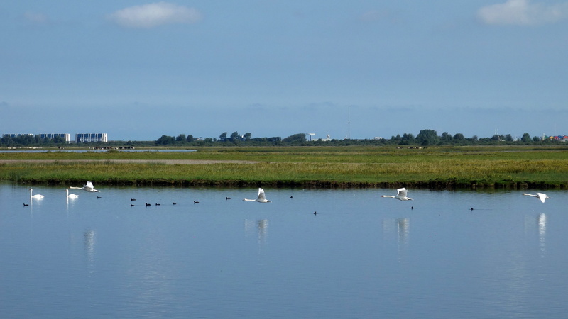beauty in nature, no people, animals in the wild, flock of birds, environment, bird, 4K, day, grass, wings, large group of animals, plant, locks, animal wildlife