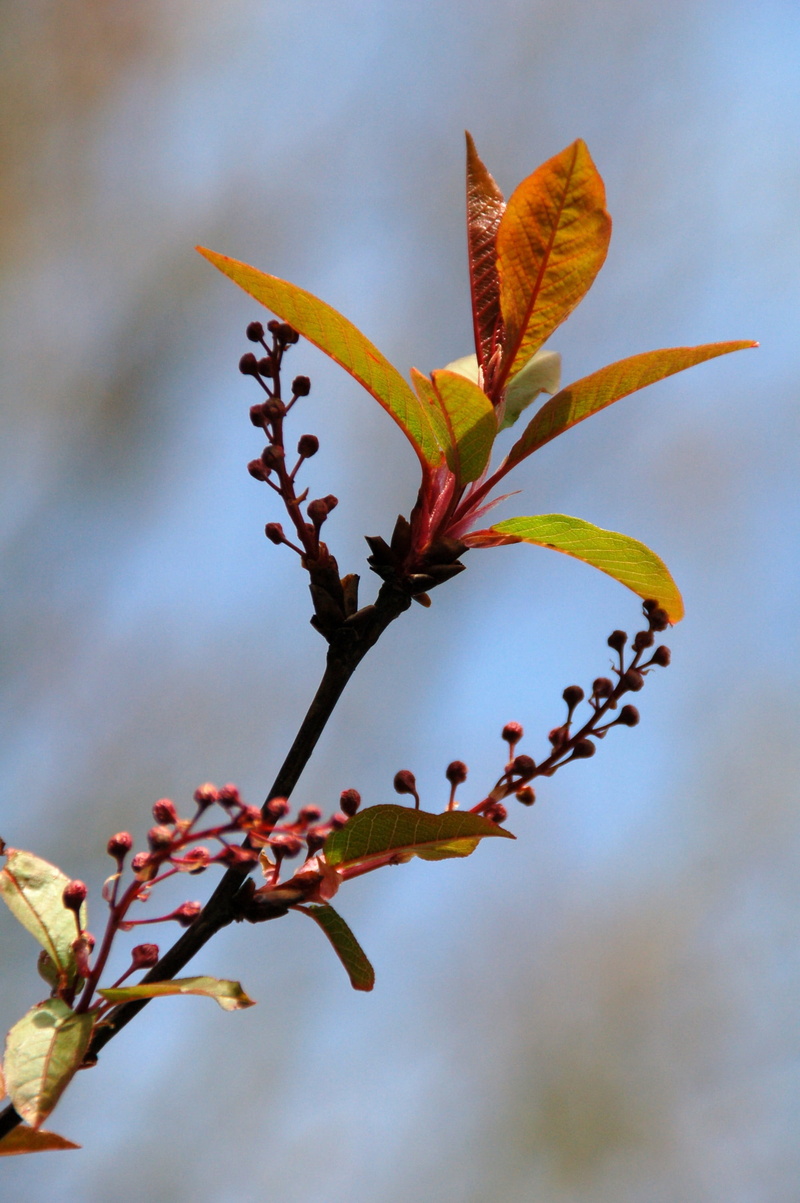 no people, focus on foreground, nature, flower head, sheet, flowering plant, growth, gracefully, spring, outdoors, 2K, change, branch, freshness, leaf