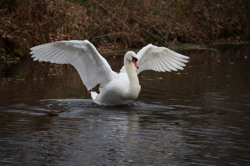 whooper swan, swan, flying, animals, nature, white color, animal, beauty in nature, one animal, gracefully, lake, bird, day, flapping, animal wildlife