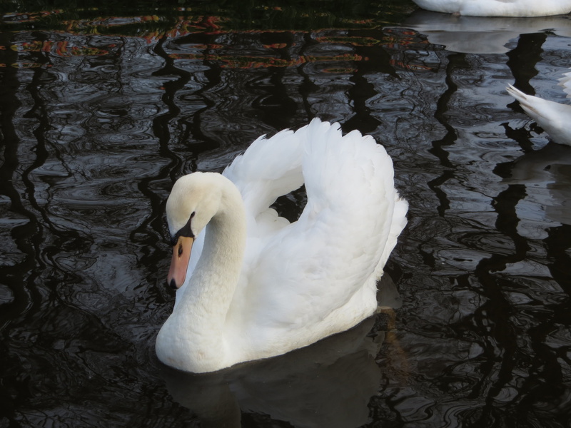 day, animals in the wild, animal themes, beak, cygnet, bird, one animal, white, water bird, gracefully, no people, animal wildlife, waterfront, 4K, white color