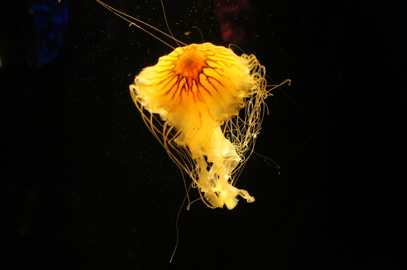 water, one animal, no people, underwater, swimming, animal wildlife, jellyfish, black background, aquatic animal, invertebrate, gracefully, close-up, undersea
