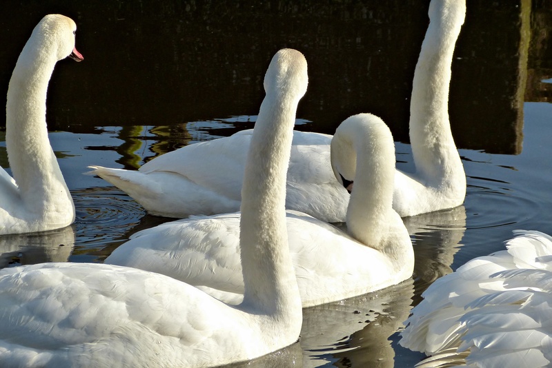 vertebrate, no people, beak, animal neck, swans, togetherness, gracefully, waterfowl, cygnet, animal, group of animals, nature, day, floating on water