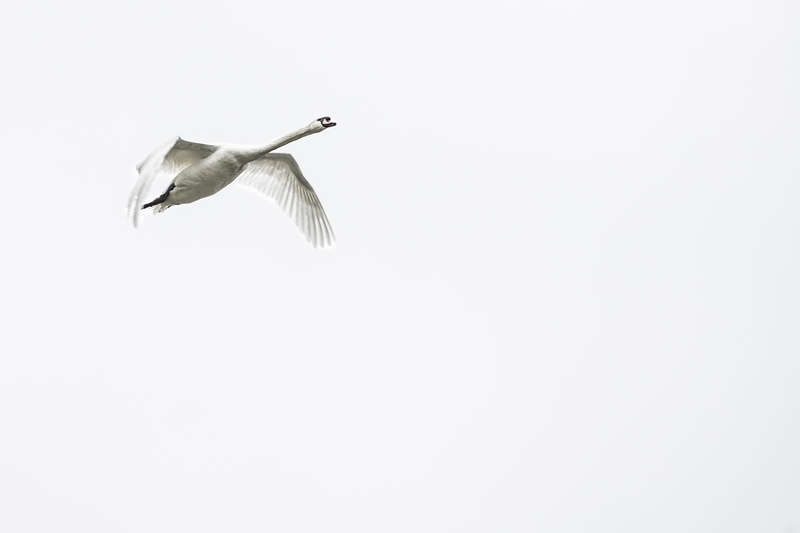 one animal, vertebrate, swan, no people, low angle view, flying, animal themes, studio shot, bird, animals in the wild, swans, white background, wings