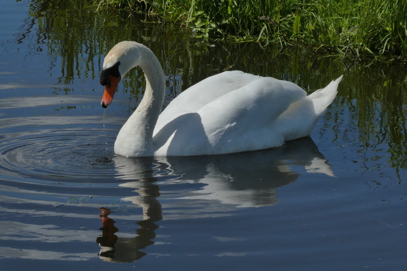 gracefully, vertebrate, wings, one animal, 2K, white color, freshwater bird, animal themes, nature, lake, swan, waterfront, floating on water, swimming