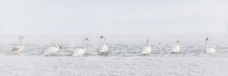 environment, seven, pasture, animals, animals in the wild, white color, ice, 8K, animal, white, no people, nature, animal family, animal themes, land