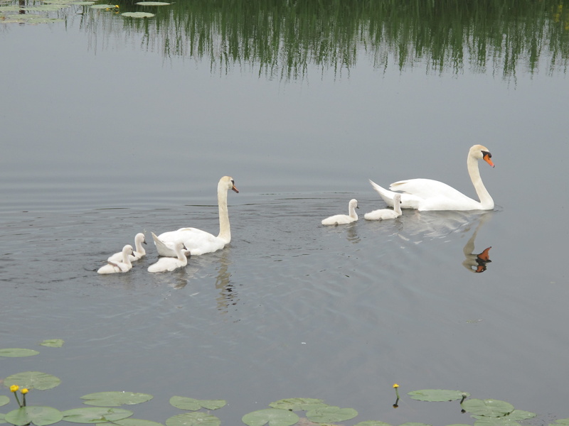 bird, no people, day, Water, group of animals, animal themes, reflection, Pullen, nature, swan, waterfront, animal wildlife, swimming, Birds, waterfowl