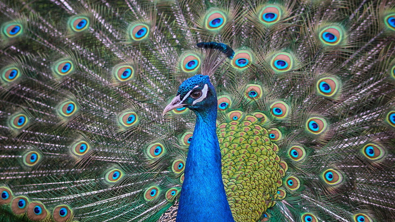 no people, 5K, tooi, eyes, bloom, male animal, animal head, pride, one animal, close-up, peacock, bird, feather, blue, animal wildlife, outdoors, vertebrate