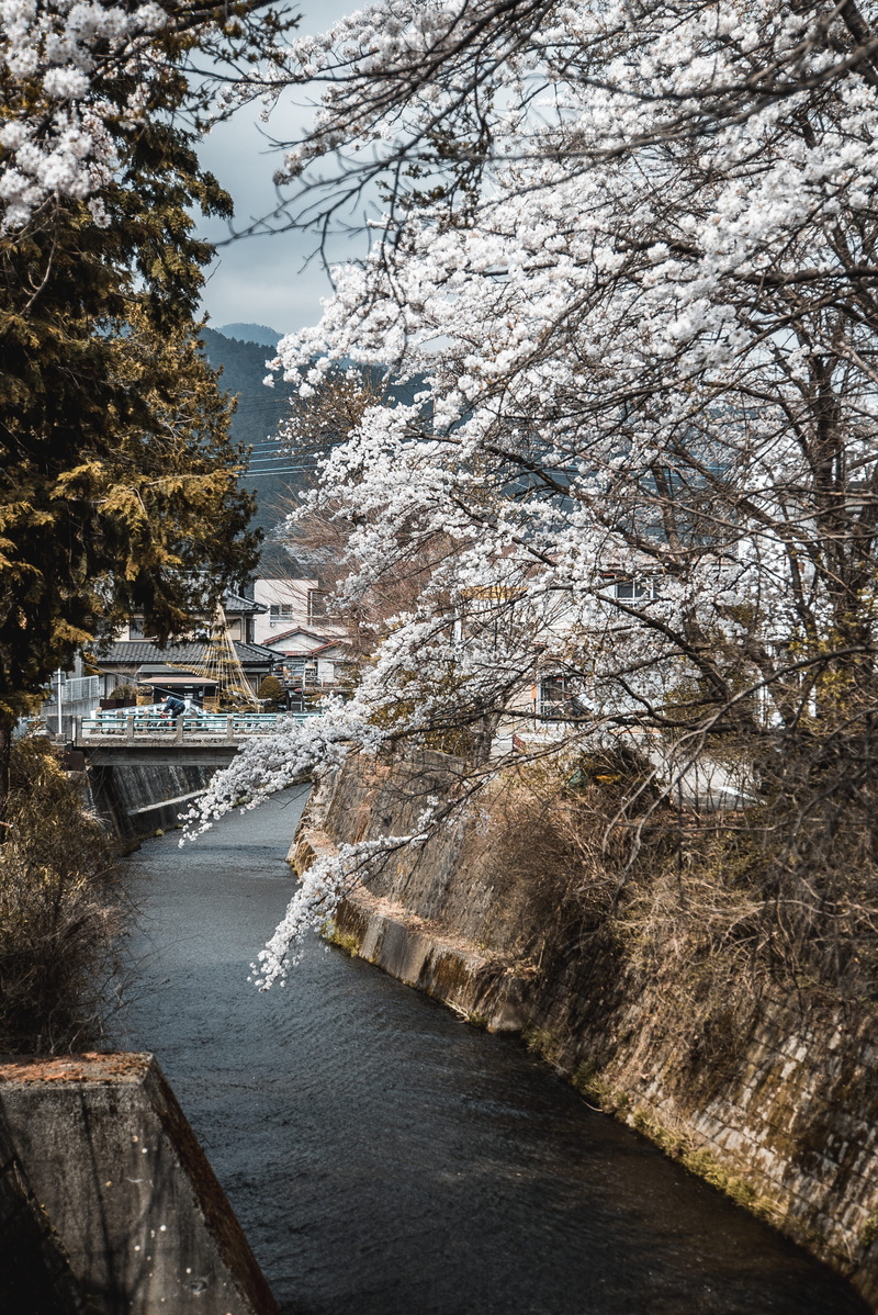 architecture, view, fuji, tokyo, 2K, banister, conifer, day, fujikawaguchiko, ice, building, water, passenger craft, built structure, connection, sakura