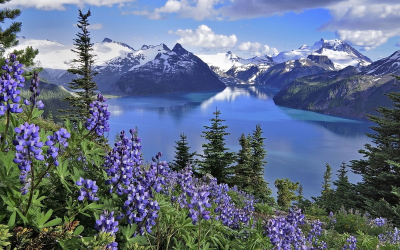 tourism, panoramic, idyllic, mountain Peak, snow, snowcapped mountain, tranquility, landscape, springtime, mountain Range, summer, mountains, scenics, lupine