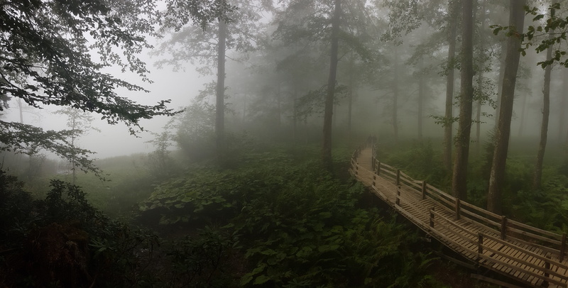 plant, environment, scenics - nature, nature, landscape, land, artvin, travel, beauty in nature, lacquer, hazy, day, fog, middle, bridge, borçka, growth