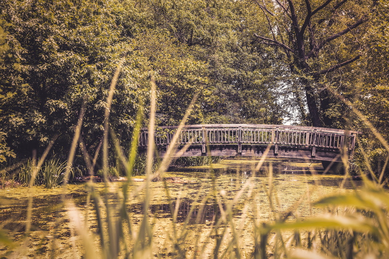 lake, 5K, dock, forest, tranquility, water, gray, growth, peaceful, pond, trees, still, photo, tranquil Scene, leafed, person, beauty in nature, wisconsin