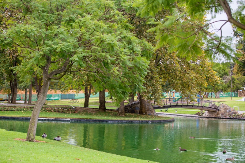 peaceful, tranquility, tree, 1080P, nature, outdoors, park, garypore, ducks, no people, idyllic, beauty in nature, trees, grass, tranquil scene, green