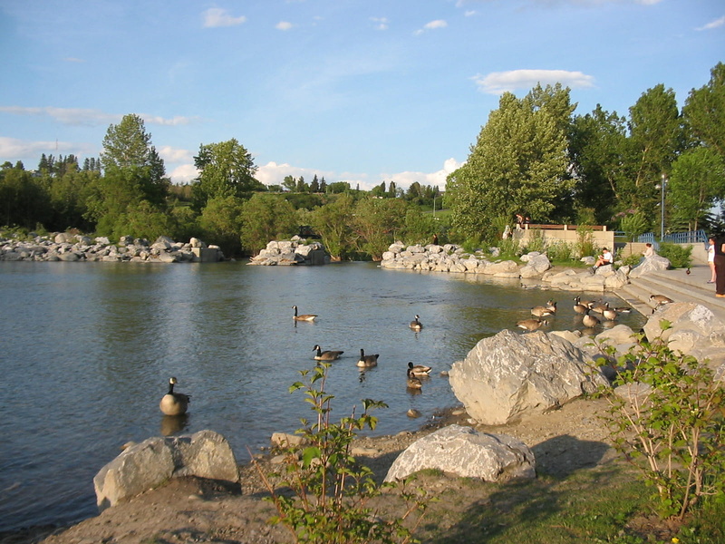 lake, rock, tree, Calgary, group of animals, water, calgary, river, no people, Canada, park, Alberta, animal, public domain, solid, vertebrate, bird, rock - object