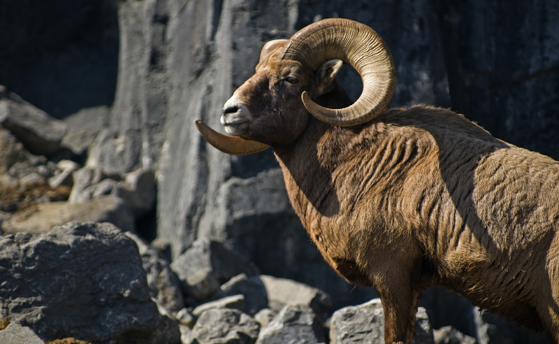 Sheep, pentaxart, looking away, calgaryzoo, outdoors, rock formation, animal wildlife, side view, oviscanadensis, day, alberta, Rocky, Pentax, mammal, animal themes