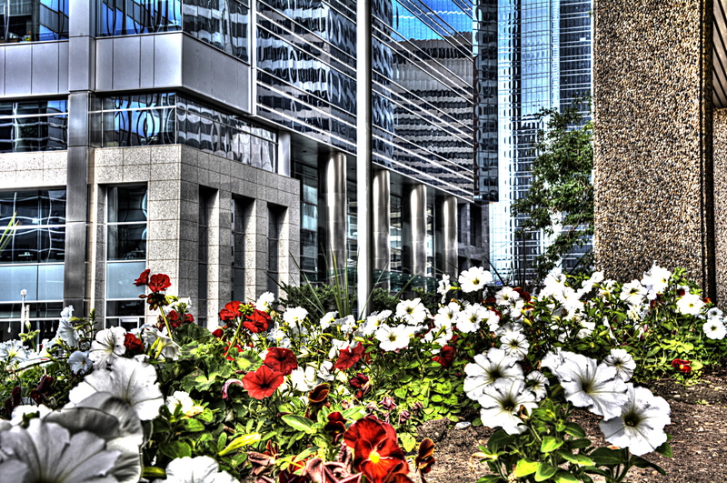 city, 5K, no people, fragility, day, plant, calgary, alberta, flowerbed, beauty in nature, building exterior, architecture, office building exterior, flowering plant