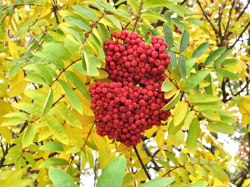 Red Berry, food and drink, food, lychee, red, Calgary, plant, Alberta, healthy eating, growth, fruit, ripe, freshness, Tree, berry fruit, beauty in nature