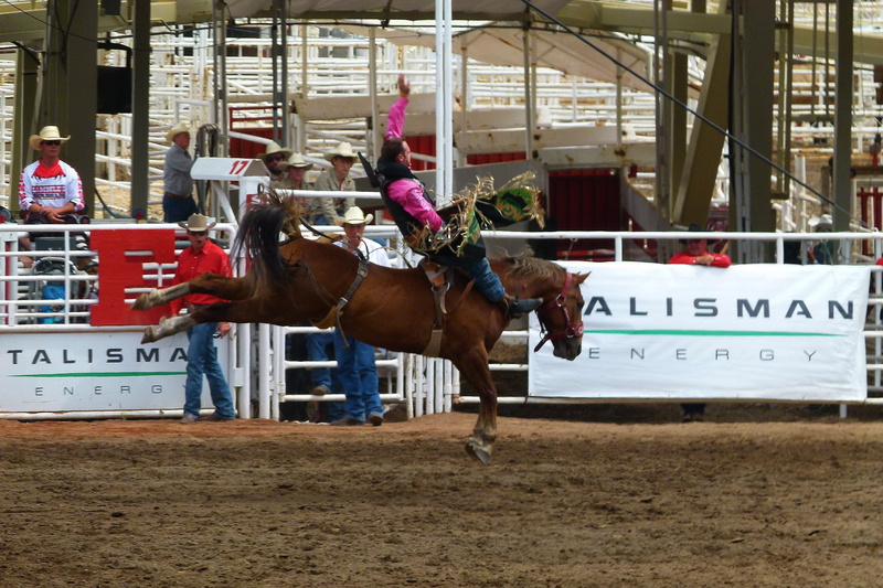 saddle, building exterior, vertebrate, Horse, day, calgary, pets, Competition, people, riding, mammal, 2K, group of animals, herbivorous, agriculture
