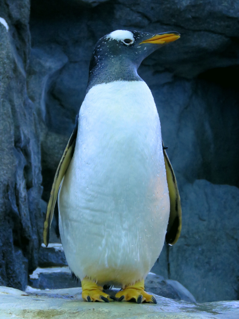 Gentoo Penguin, bird, gentoo, cold temperature, close-up, rock, 4K, perching, rock - object, no people, solid, day, animals in the wild, winter, nature