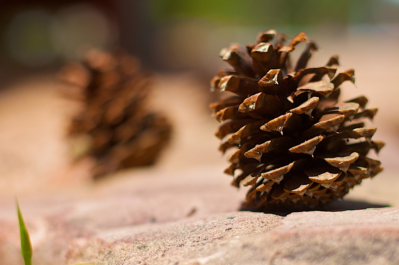 shallow, cone, 1080P, shallow focus, pine, photography, nature, pine Cone, focus, dof, close-up, Me and My Kid Brother